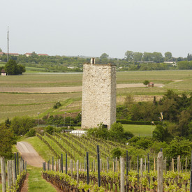 Bergfried der Schwabsburg inmitten Weinbergen